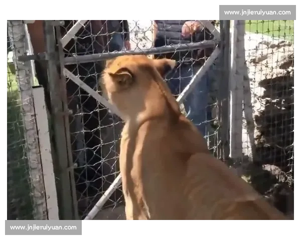 小扑震撼全网！这部生态纪录片让无数人泪目