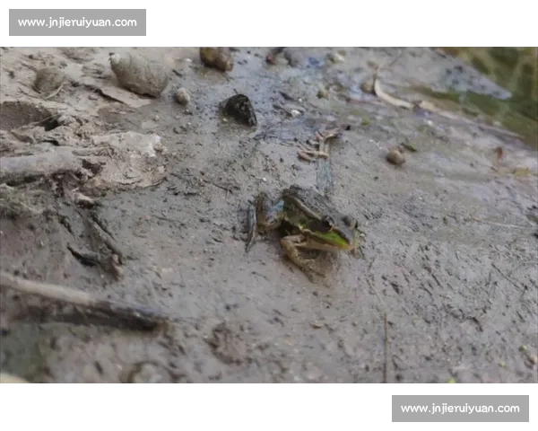 小扑震撼全网！这部生态纪录片让无数人泪目